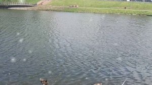 ОЧЕНЬ ГРУСТНАЯ И НЕЖНАЯ ПЕСНЯ. // ЖАРКОЕ ЛЕТО