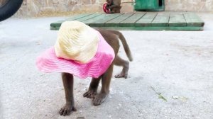 Стёпа отжигает! Смеялись до слёз! У гамадрила Люси в вольере из трубы вылетела птичка! Все довольны