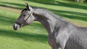 Кармен, орловская рысистая кобыла 2024 г.р.