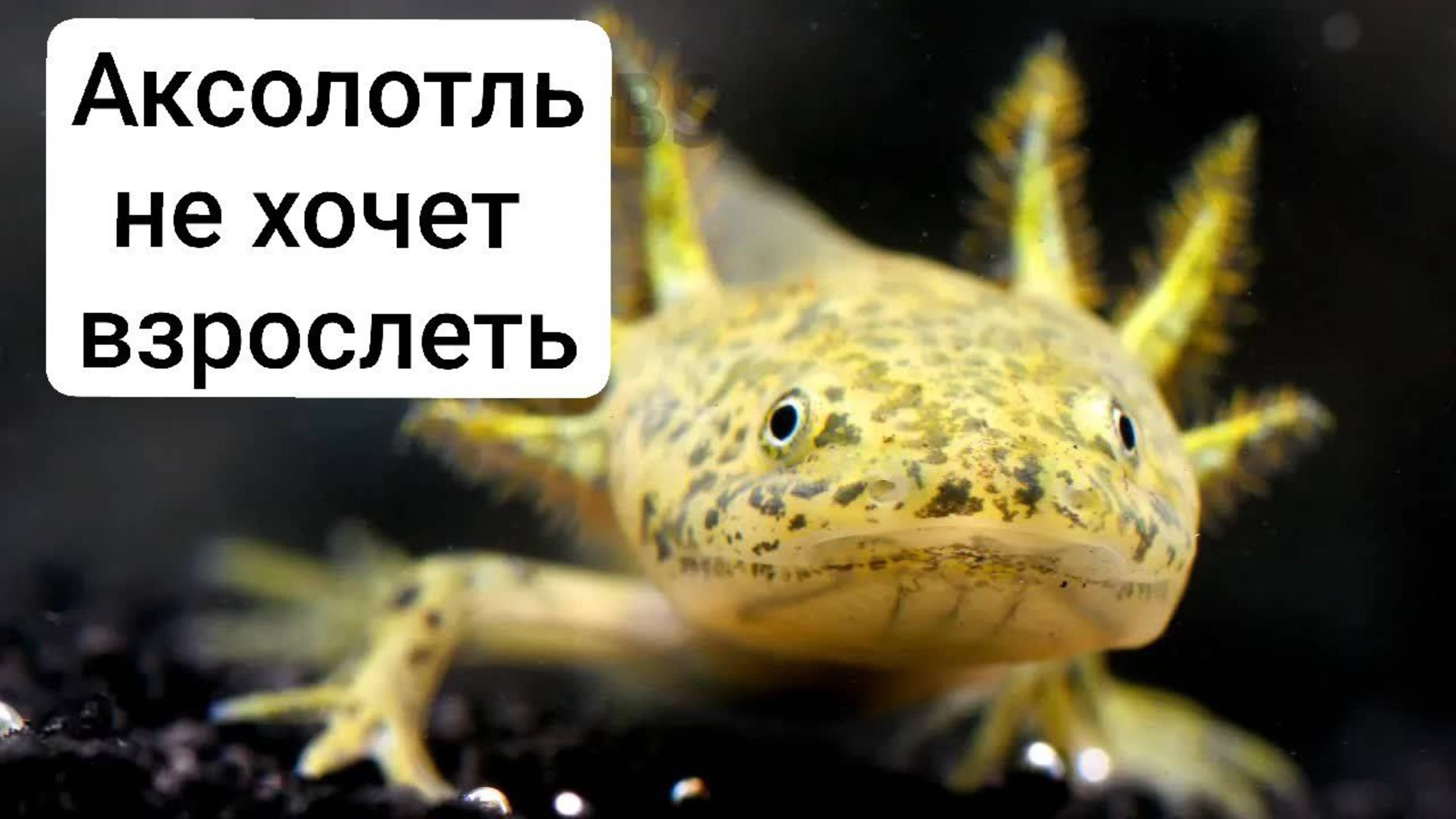 Аксолотль- саламандра которая не хочет взрослеть