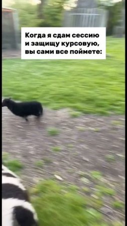Счастью нет предела