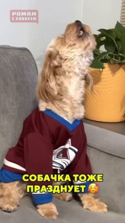 Какая прелесть  #hockey #nhl #nhlhockey #хоккей #кхл #icehockey #stanleycup #playoffs #sports #dog