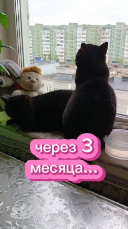 кошки с озвучкой.