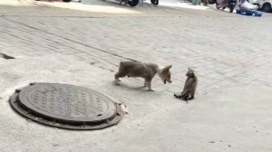 Умный котёнок
