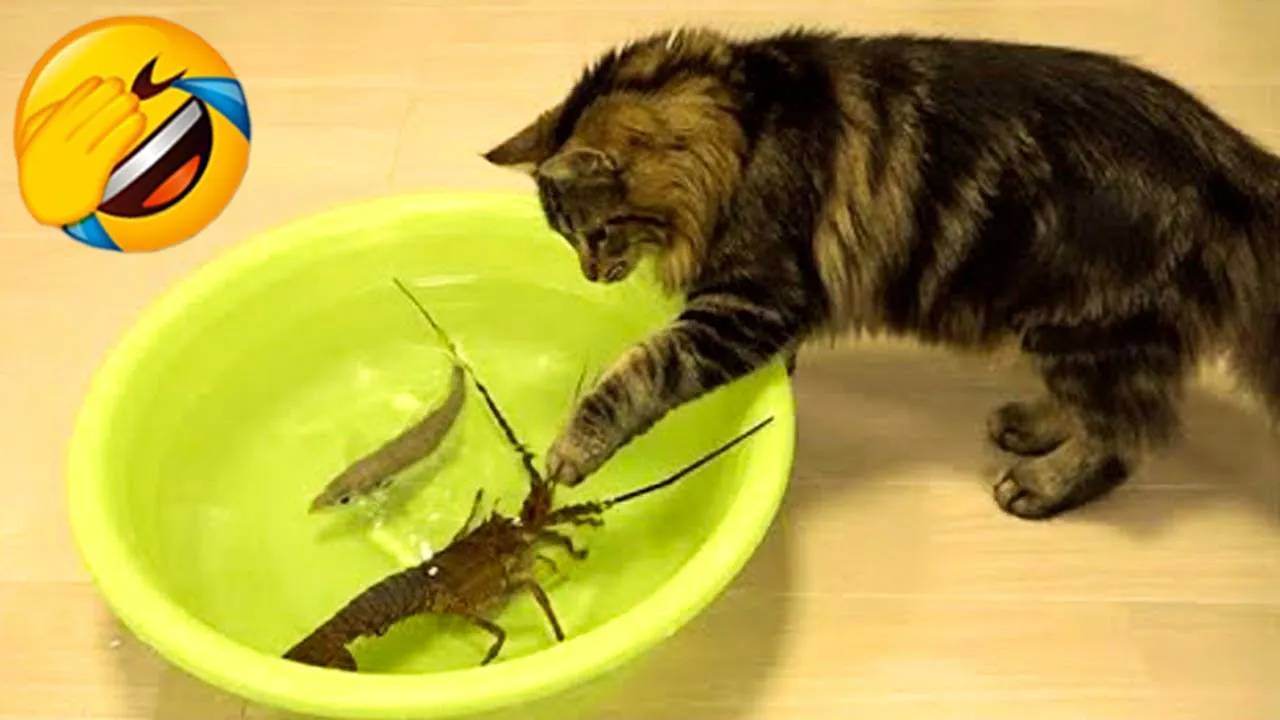 Самые смешные животные 😂 Приколы с котами и собаками 2025 😺🐶 Часть 1