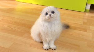 VID_20250619_175719.mp4