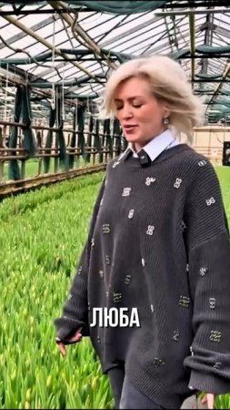 Сорт тюльпана Luba