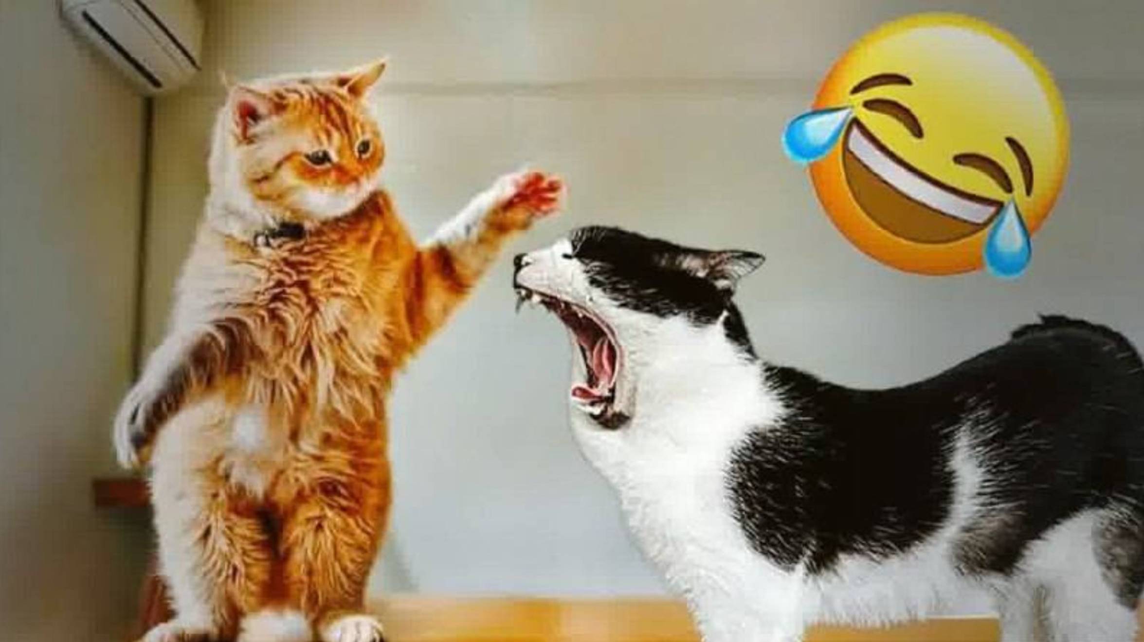 СМЕШНЫЕ ВИДЕО С КОШКАМИ,😸  НЕ ЗАСМЕЙСЯ😍😸😍 СМЕШНАЯ ПОДБОРКА ПРО ДОМАШНИХ ЖИВОТНЫХ!