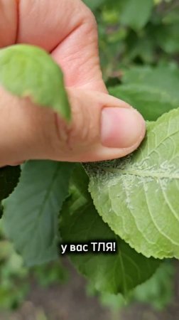 КАК избавиться от тли.