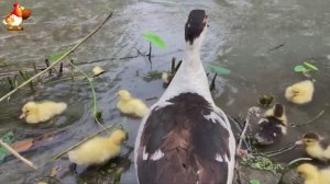 Забавные утки мускусные и пекинские на свободном выгуле ч.(75) ❣️🤗😂