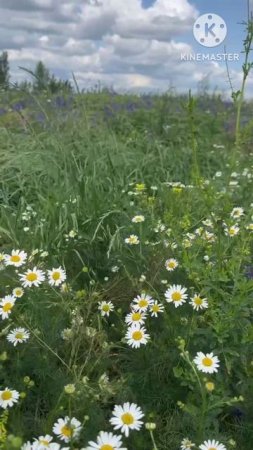 Бескрайние луга Белгородчины 🌾🌻Красота вокруг нас!!!
