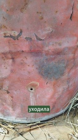 2 семечка в бочке