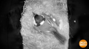 Кто, кто в почтовом ящике живет? Это мы, синички! Доброе утро. Фрагмент выпуска от 19.06.2025