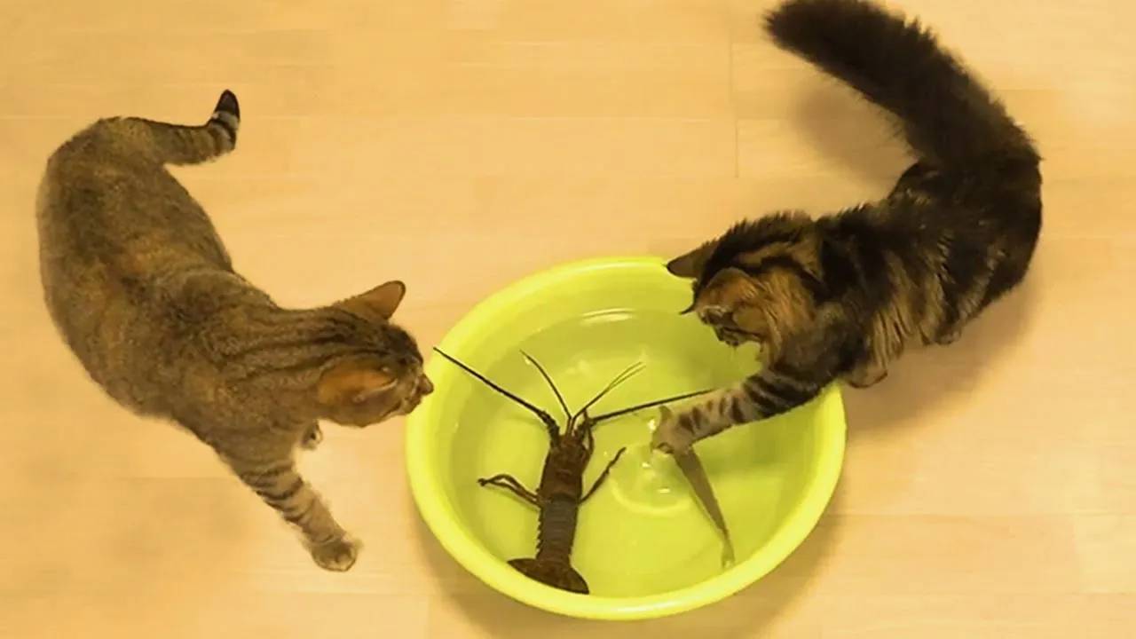 Самые смешные животные 😂 Приколы с котами и собаками 2025 😺🐶 Часть 2