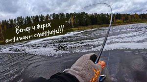 Поклёвки - отдай спиннинг! Жерех на Alpha ALSR762LT от CF.