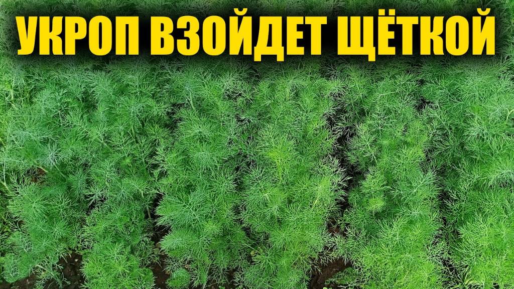 УКРОП ВСХОДИТ ЩЕТКОЙ и БЫСТРО, вот как посеять укроп чтобы получить быстрые всхо