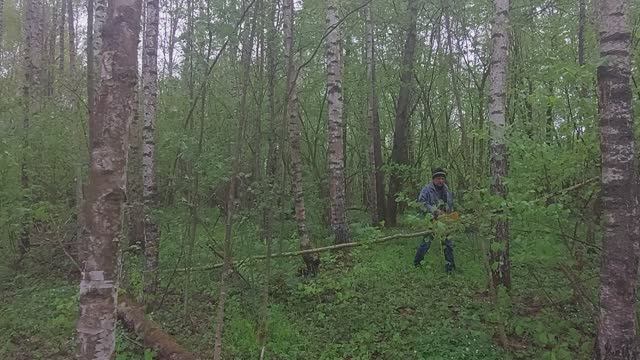 Грибы Строчки в лесу Старые Батеки.