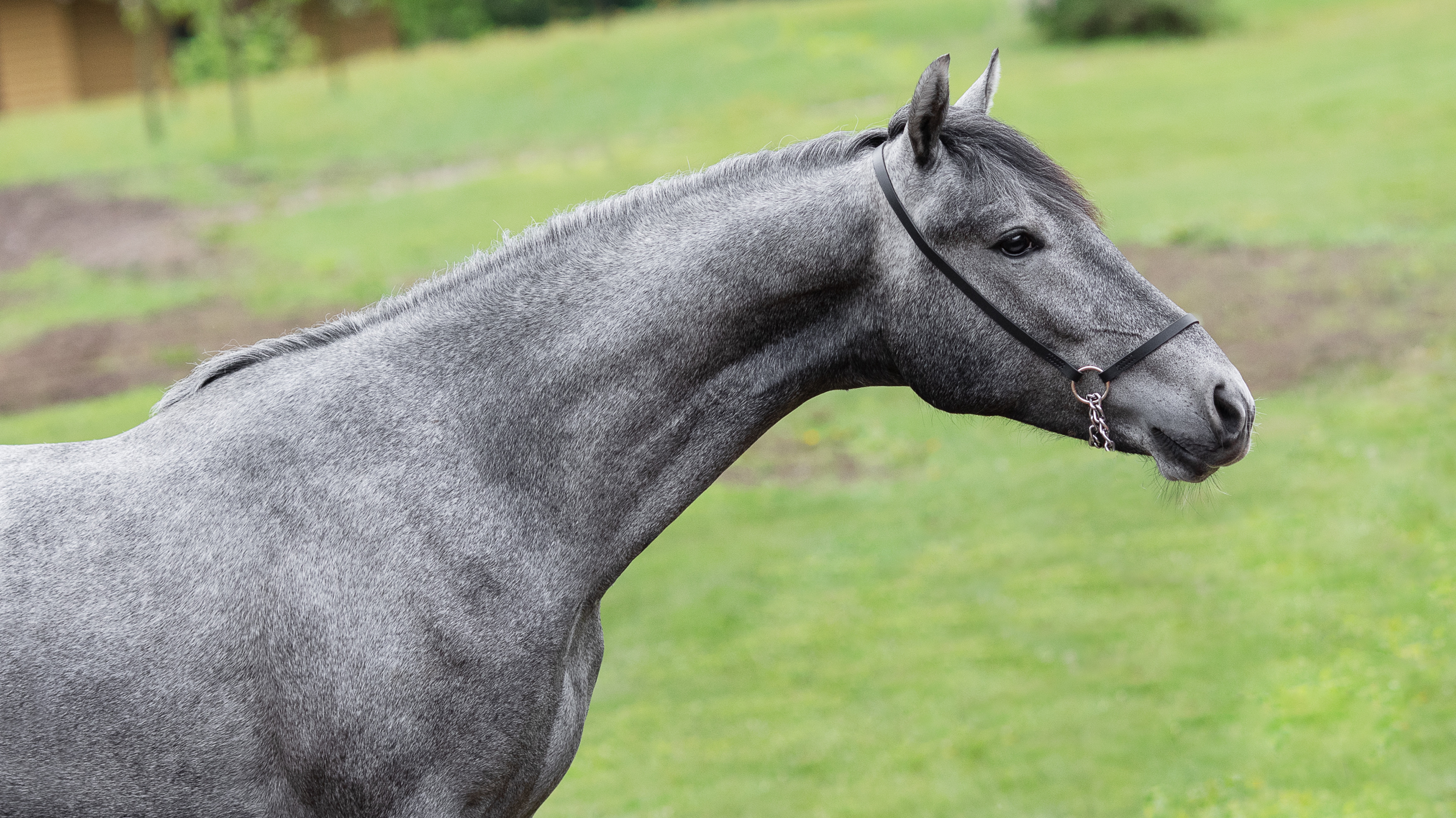 Бельгиец, орловский жеребец 2024 г.р. смотреть онлайн