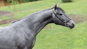 Бельгиец, орловский жеребец 2024 г.р.