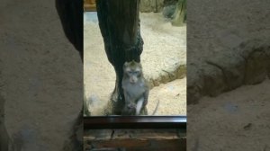 В Воронежском зоопарке...