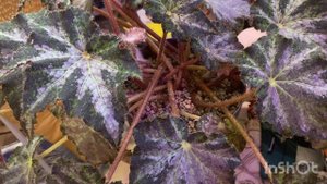 Бегонии в моих условиях