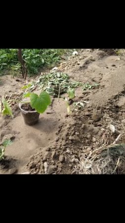 Огород на Нашей Даче - Патиссон