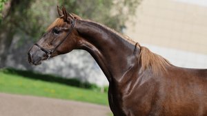 Будь Моей, орловская рысистая кобыла 2024 г.р.