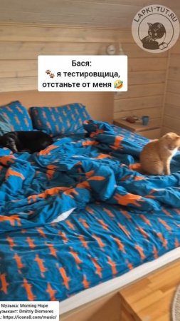 совещание кота-босса