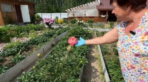 ПАСЫНКОВАНИЕ ОВОЩЕЙ.ЦВЕТЕНИЕ МНОГОЛЕТНИХ. УБИРАЮ УСЫ У ЗЕМЛЯНИКИ