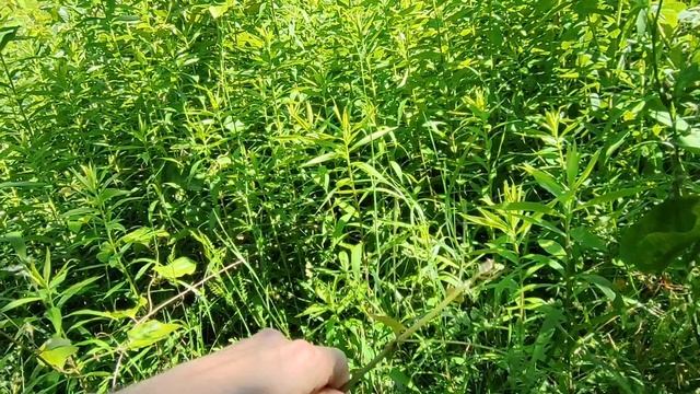 Абхазия Цитрусовый совхоз Погода Пансионат Сосновая роща Пляж Море 19 июня 2025 г.