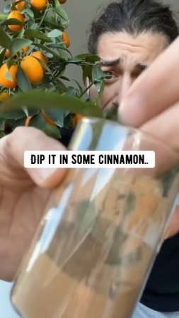 Cinnamon + Plants = Magic! creative explained