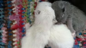 родившееся котята
