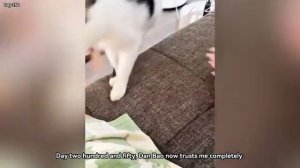 Больного кота забрали с улицы (uu)