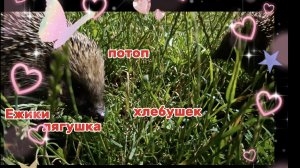 Переезд из Сибири на юг. Купили дом на юге.