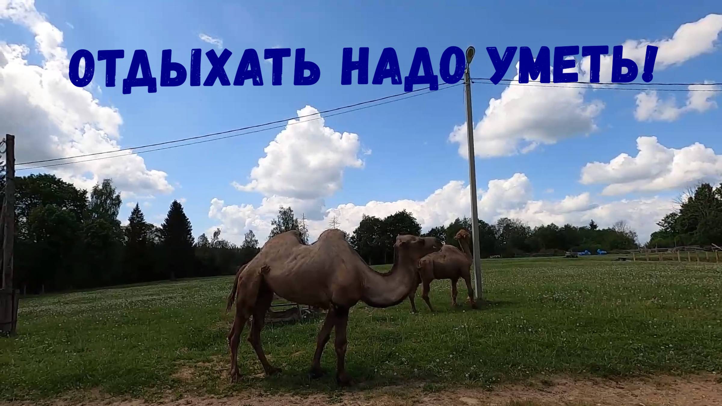 Конечно же дача /Именинник /Ферма /Голубые яйца и верблюды
