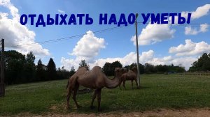 Конечно же дача /Именинник /Ферма /Голубые яйца и верблюды