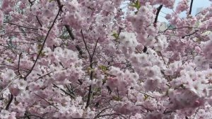 Цветение Сакуры в Петербурге. 2025г