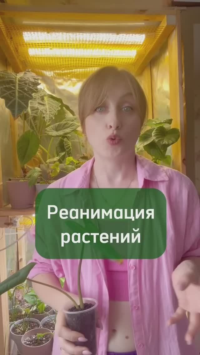 Реанимация комнатных растений: спасаем даже безнадежные случаи!
