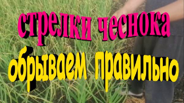 Обрываем стрелки чеснока правильно