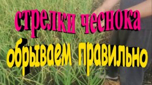 Обрываем стрелки чеснока правильно