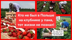 Кто не был в Польше на клубнике у пана, тот жизни не познал!😁