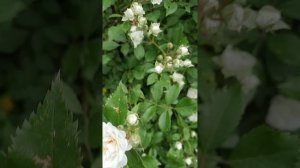 Роза мелкими цветами