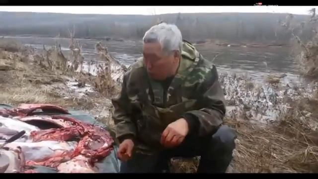 Охотник эвенк Лээги после удачной охоты разделывает тушу лося и пробует деликатес.