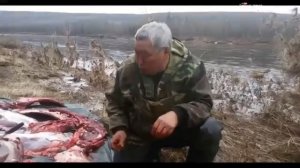 Охотник эвенк Лээги после удачной охоты разделывает тушу лося и пробует деликатес.