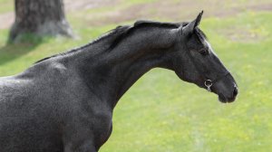 Кафешантан, жеребец орловской рысистой породы 2024 г.р.