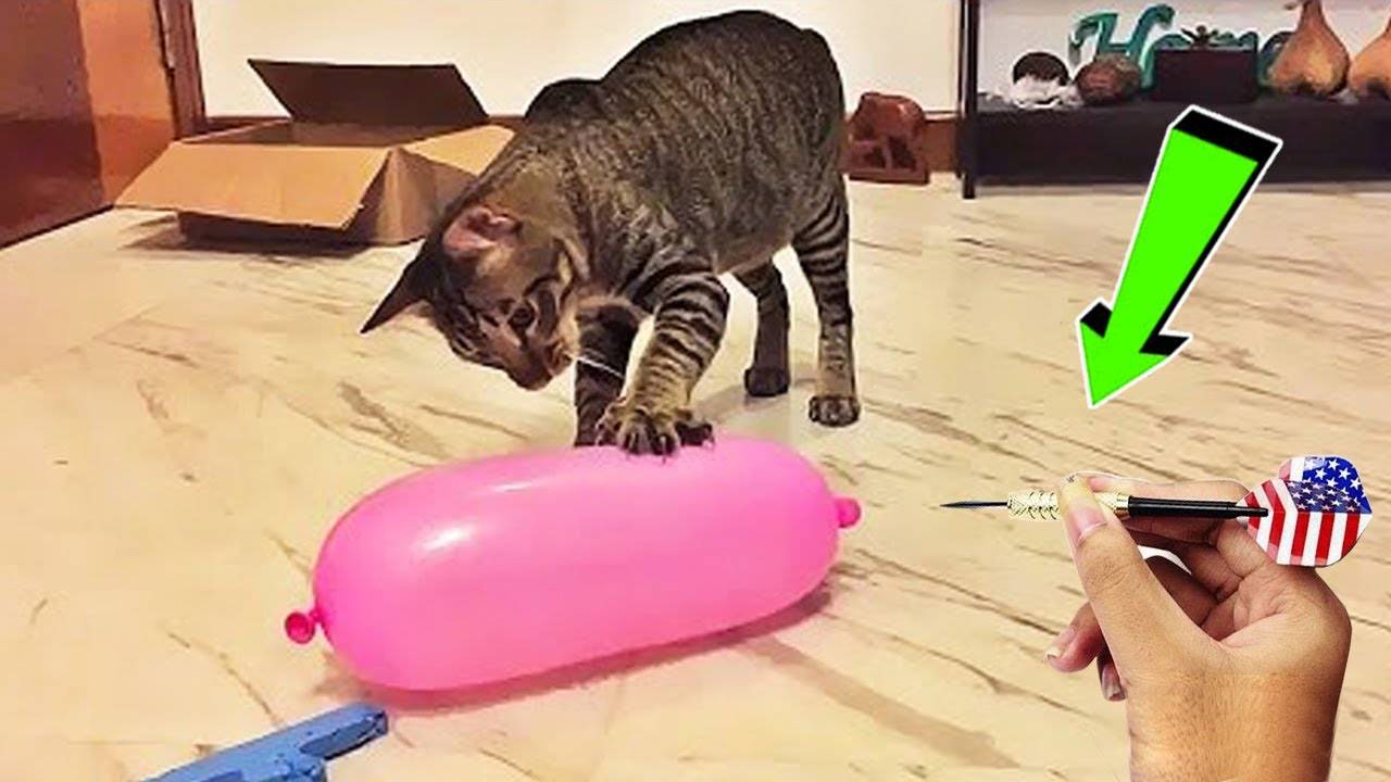 Самые смешные животные 😂 Приколы с котами и собаками 2025 😺🐶 Часть 10