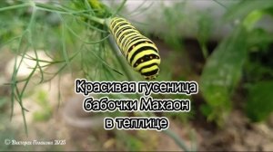 Красивая гусеница бабочки Махаон
