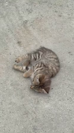 Шикотанские котики.mp4