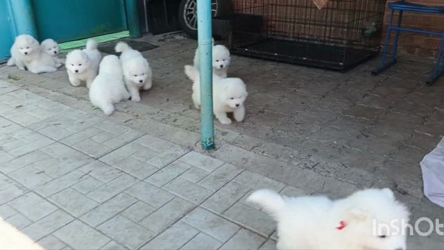 самми у помета