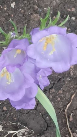 колокольчики The road of FLOWERS-the Life of a BEE ,жизнь ПЧЕЛЫ -дорога цветов